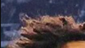 attachment-66a74cdf3f679d000df17d1f